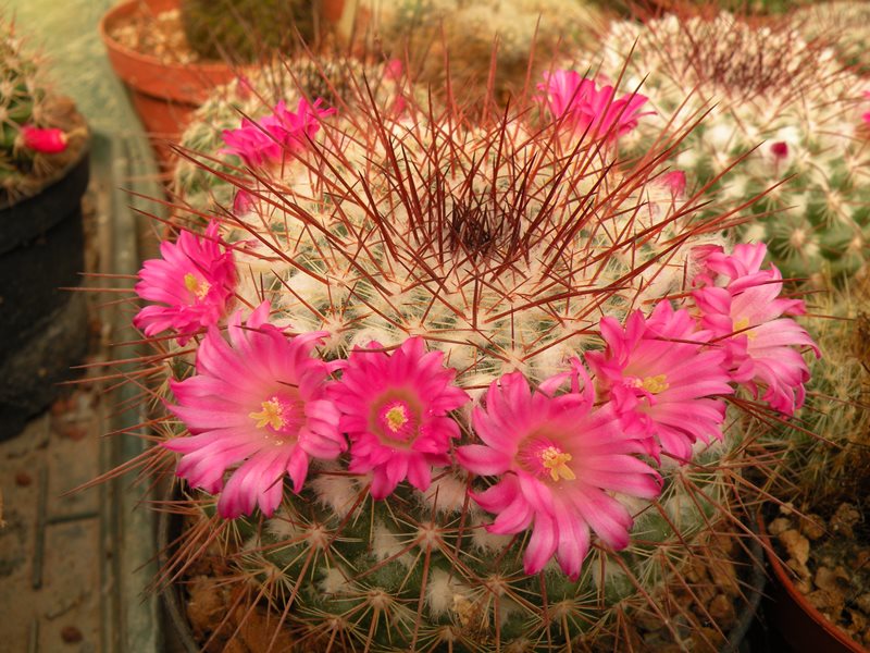 Mammillaria canelensis ROG 654