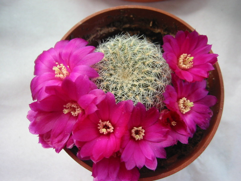 Sulcorebutia canigueralii ssp. crispata 