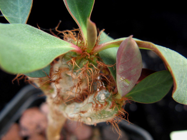 Euphorbia capmanambatoensis 