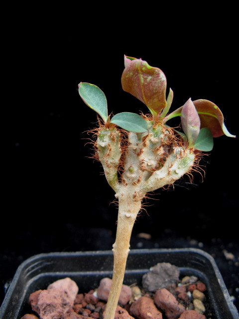 Euphorbia capmanambatoensis 