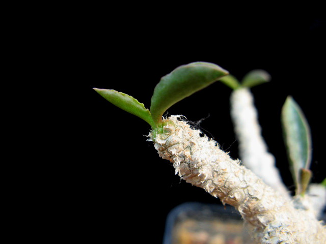 Euphorbia cap-saintemariensis 