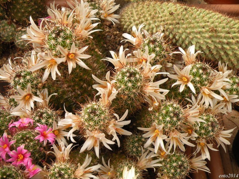 Mammillaria capensis v. pallida 