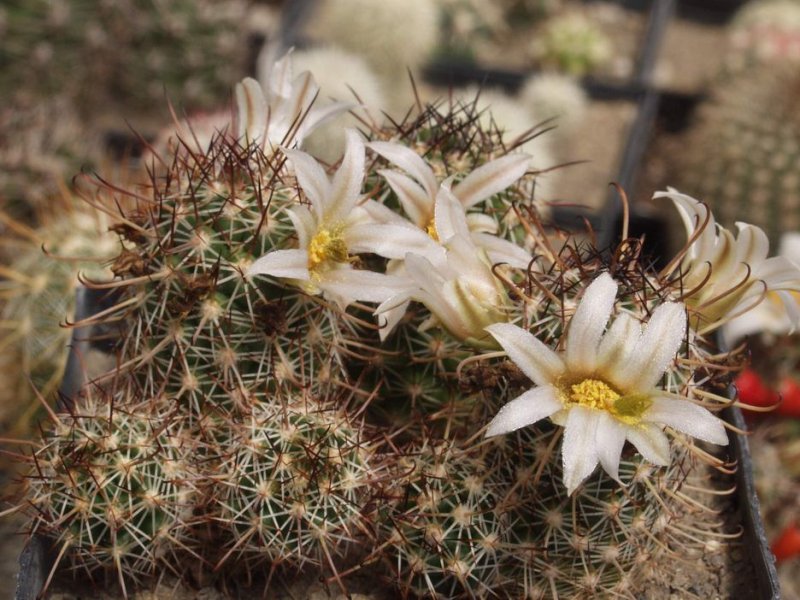 Mammillaria capensis SB 1254