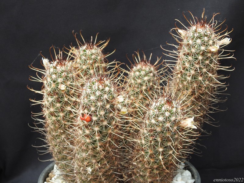 Mammillaria capensis 