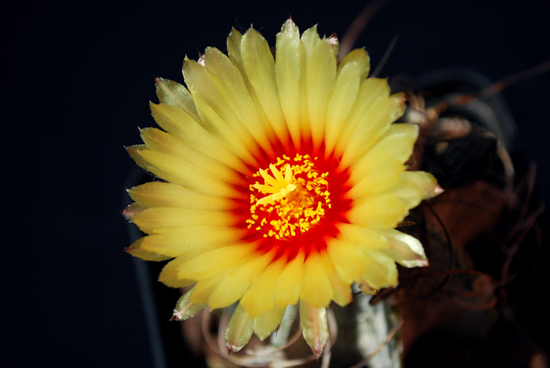 Astrophytum capricorne v. niveum 