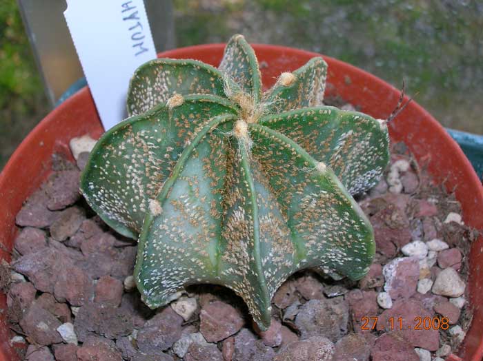 Astrophytum capricorne 