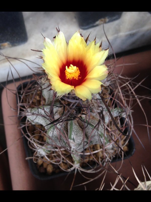 Astrophytum capricorne 