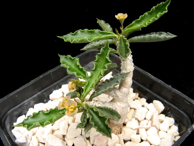 Euphorbia cap-saintemariensis 
