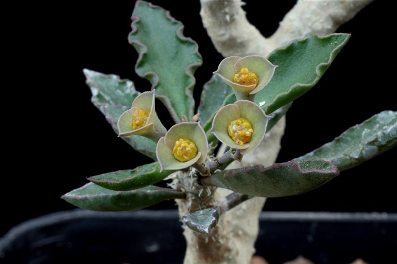 Euphorbia cap-saintemariensis 