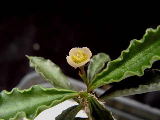 Euphorbia cap-saintemariensis 