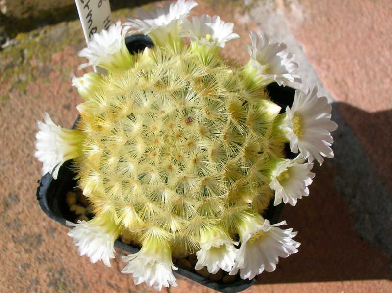 Mammillaria carmenae 