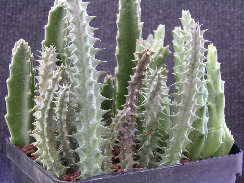 Huernia macrocarpa 