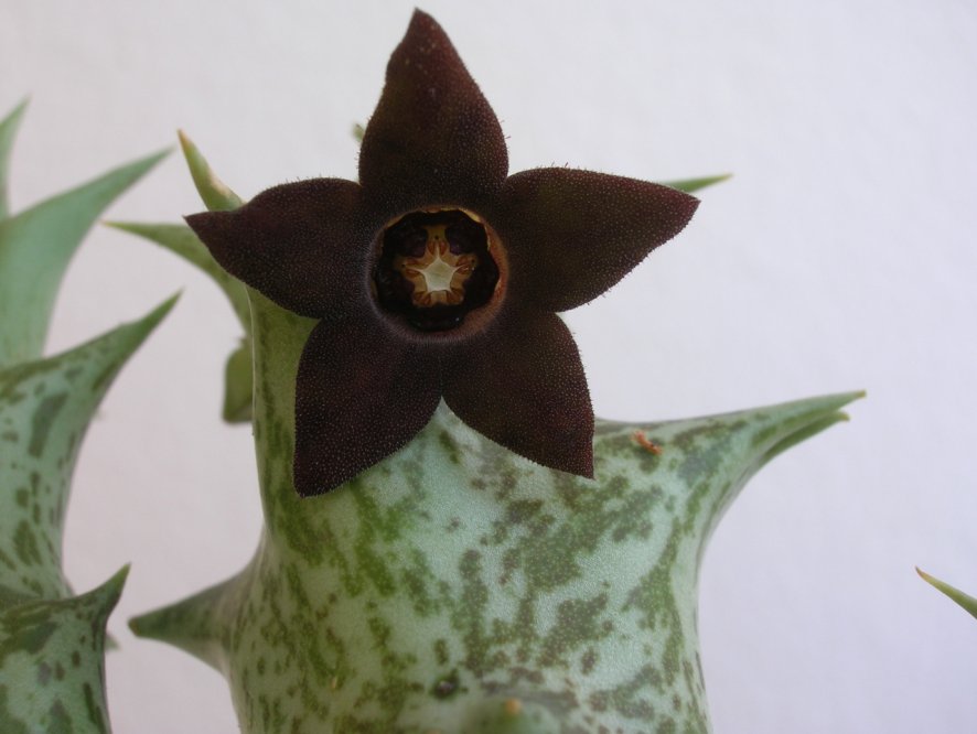 Caralluma hesperidum 