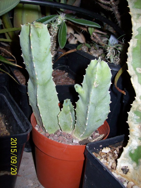 Caralluma acutangula 