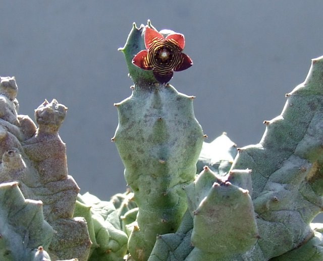 Caralluma europaea 