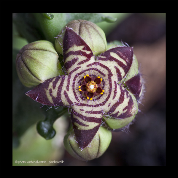 Caralluma europaea 