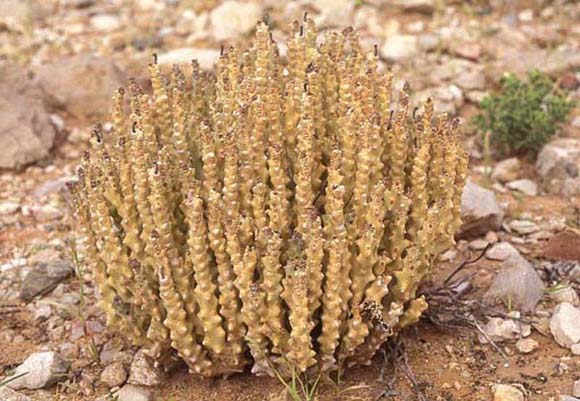 Caralluma socotrana 