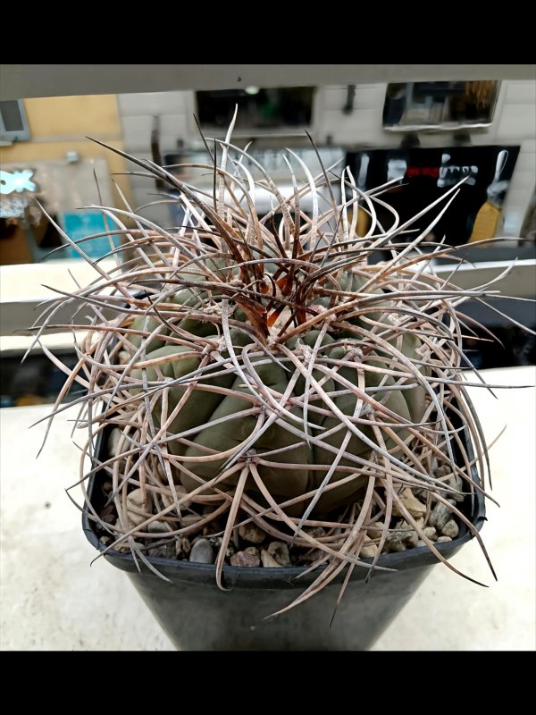 Gymnocalycium cardenasianum x spegazzinii 