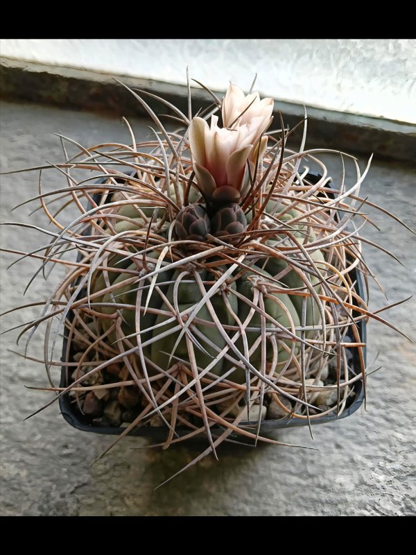 Gymnocalycium cardenasianum x spegazzinii 