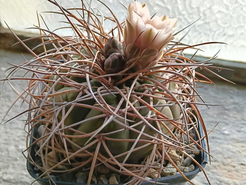 Gymnocalycium cardenasianum x spegazzinii 