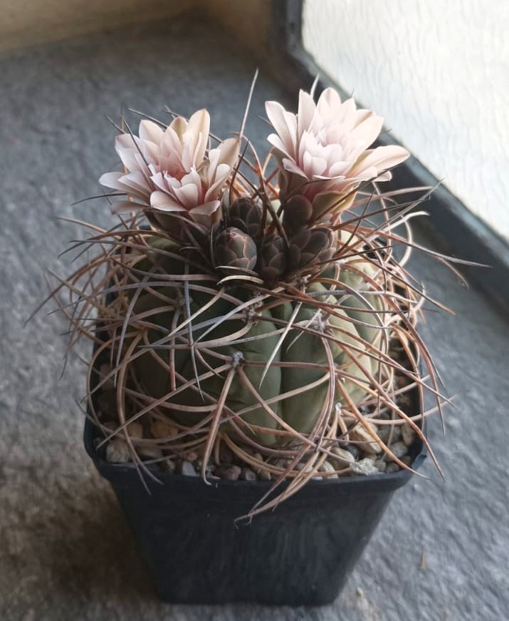 Gymnocalycium spegazzinii x cardenasianum 
