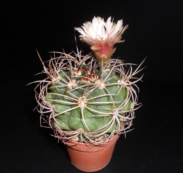 Gymnocalycium cardenasianum 