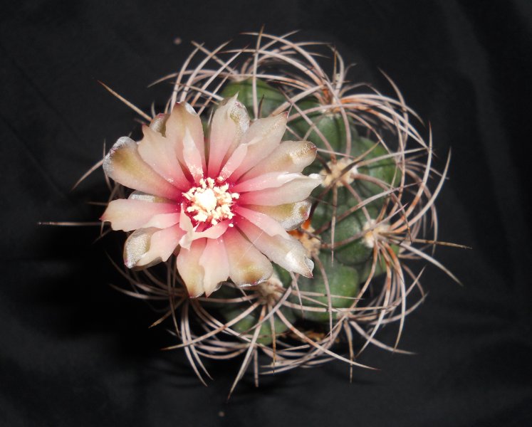 Gymnocalycium cardenasianum 