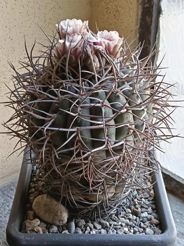 Gymnocalycium cardenasianum 