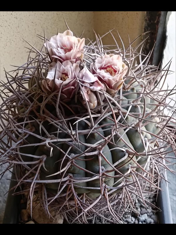 Gymnocalycium cardenasianum 