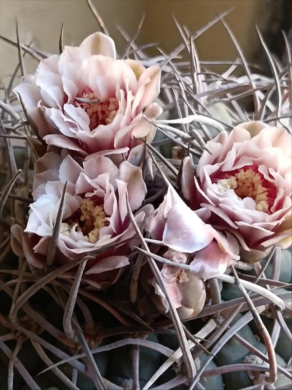 Gymnocalycium cardenasianum 