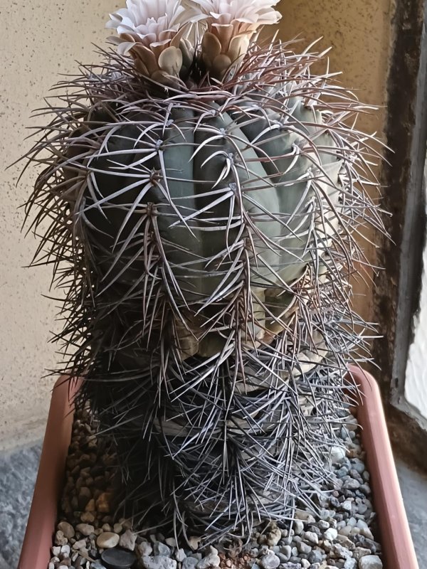 Gymnocalycium cardenasianum 