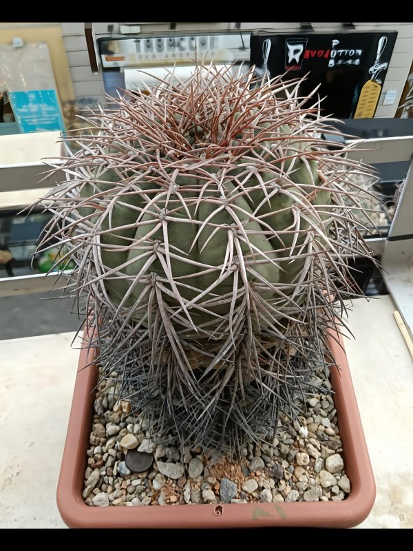 Gymnocalycium cardenasianum 