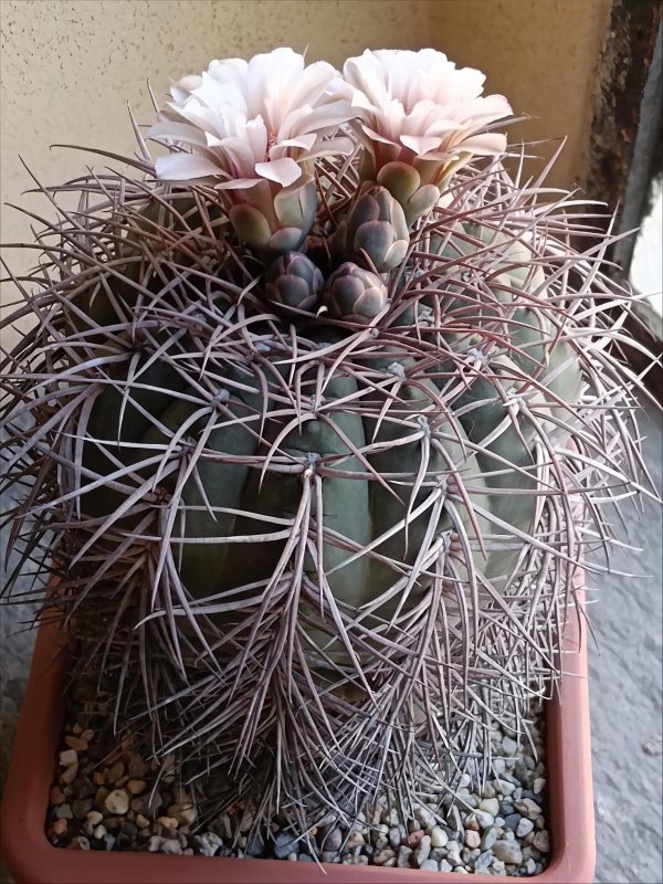 Gymnocalycium cardenasianum 