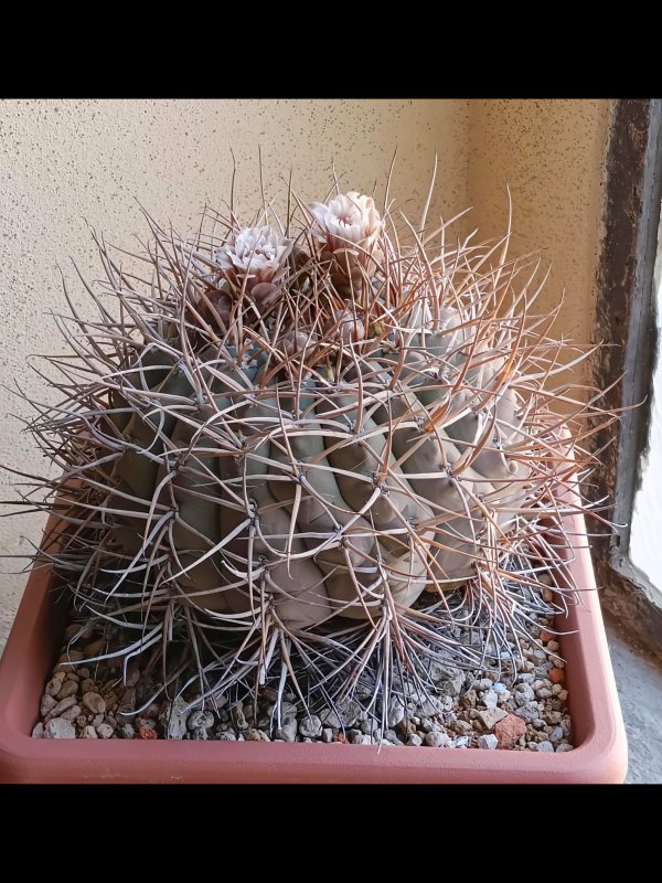 Gymnocalycium cardenasianum 