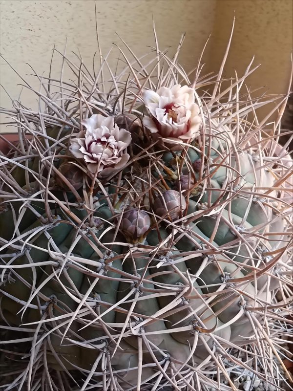 Gymnocalycium cardenasianum 