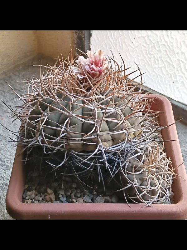 Gymnocalycium cardenasianum 