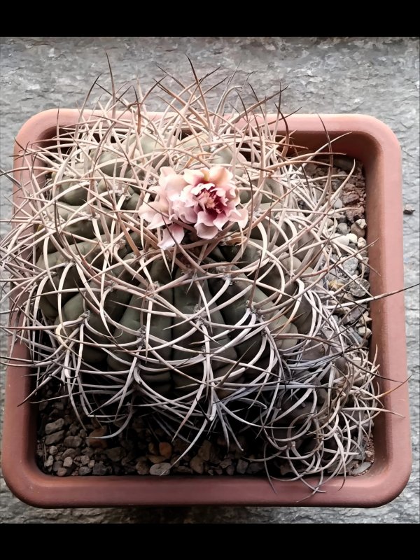 Gymnocalycium cardenasianum 