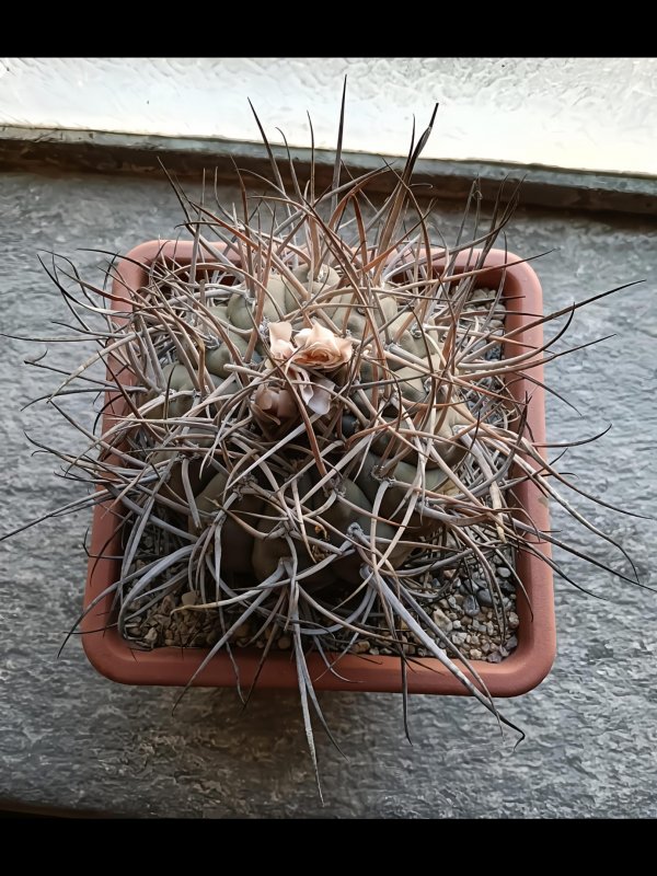 Gymnocalycium cardenasianum 