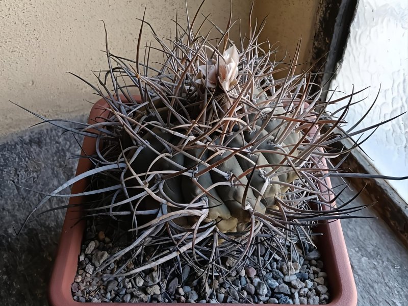 Gymnocalycium cardenasianum 