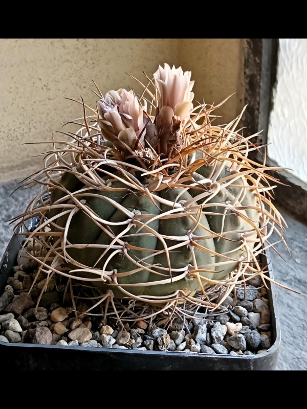 Gymnocalycium cardenasianum se 91
