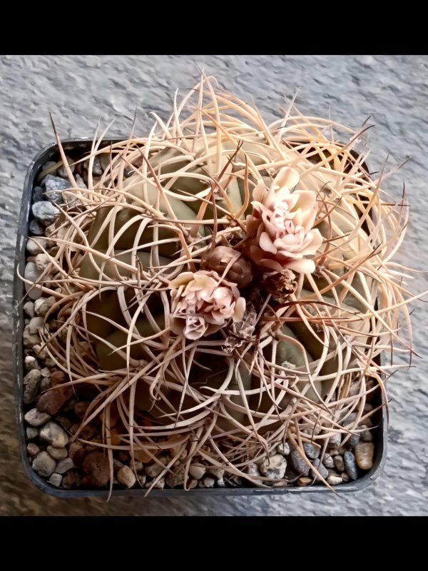 Gymnocalycium cardenasianum se 91
