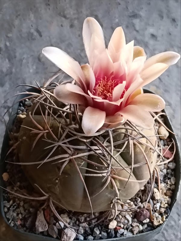 Gymnocalycium cardenasianum 
