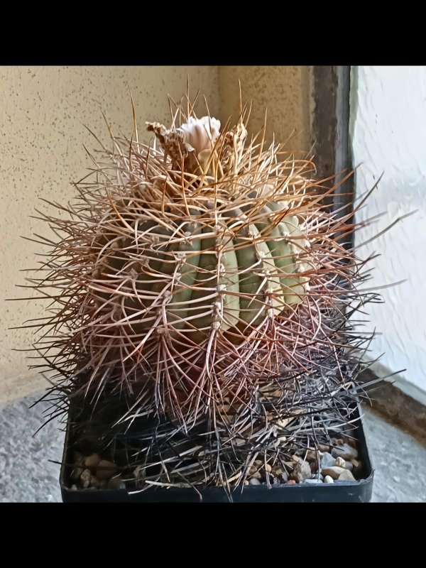 Gymnocalycium cardenasianum jo 95-1006