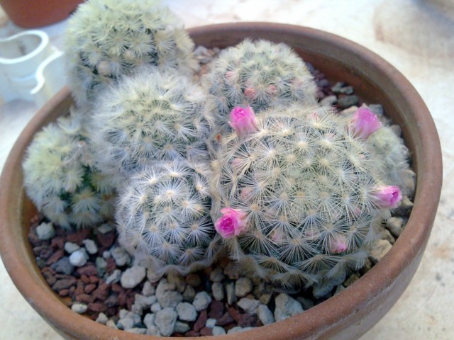 Mammillaria carmenae 