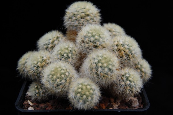 Mammillaria carmenae LAU 1363