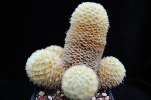 Mammillaria carmenae LAU 1223