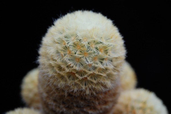 Mammillaria carmenae LAU 1223