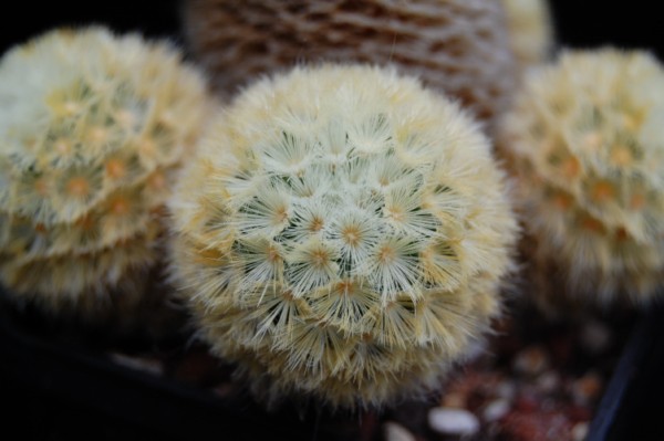 Mammillaria carmenae LAU 1223