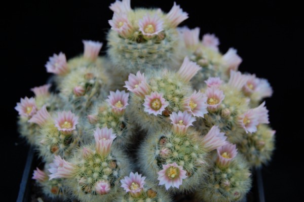 Mammillaria carmenae LAU 1363