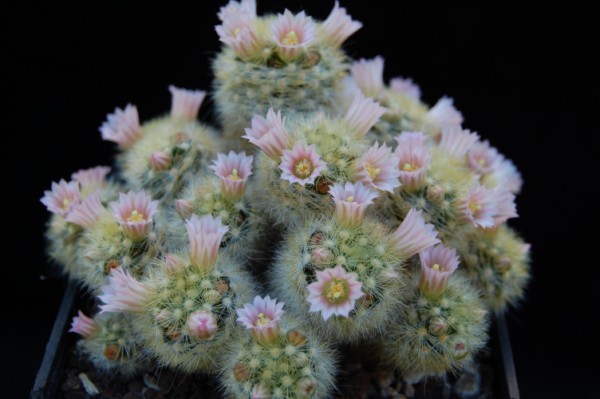 Mammillaria carmenae LAU 1363